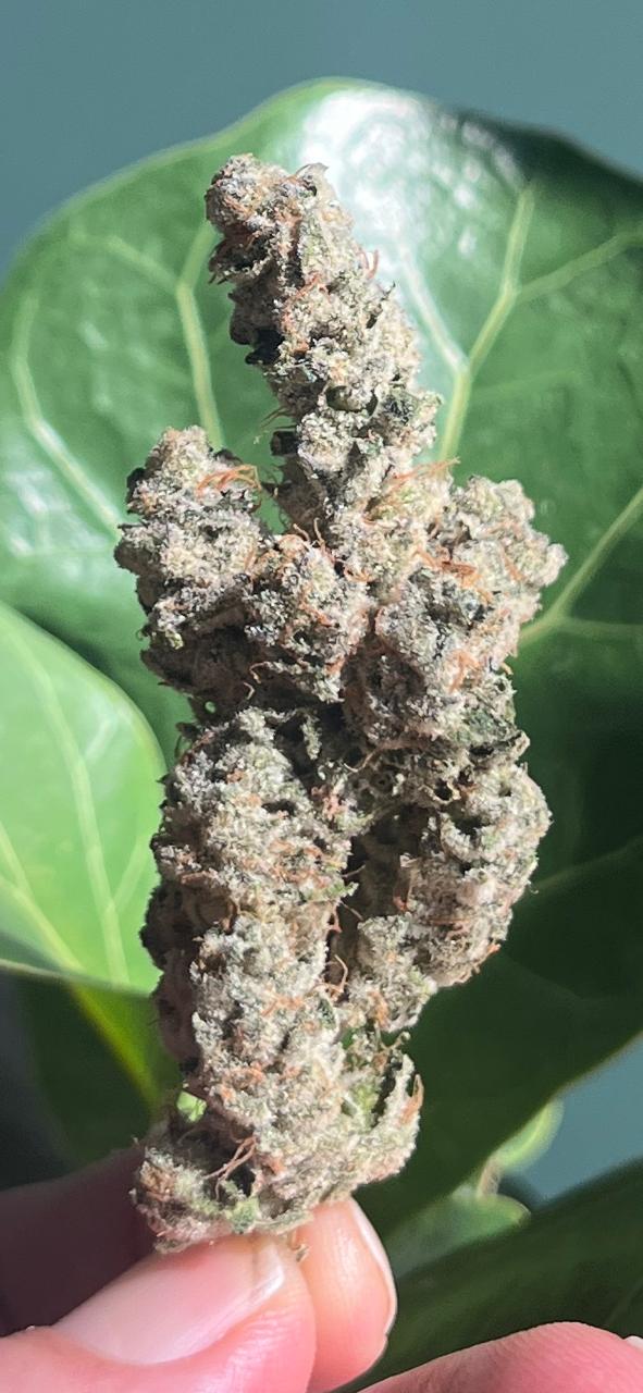 3G AAA AMAZEBALLS INDOOR RED DELICIOUS.THC 25% Sativa Hybrid. Super Frosty! Our best Sativa! - SuperSkyf