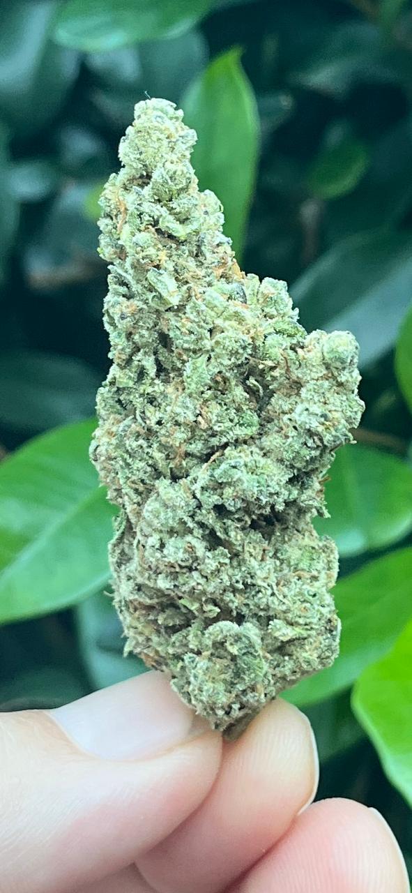3G. NEW STRAIN !!! KUSH MINTZ. GREENDOOR - 50/50 HYBRID - RELAX AND HAVE A MINT! - SuperSkyf