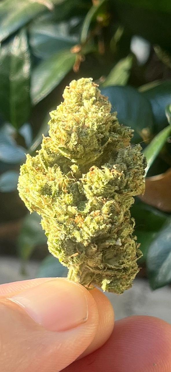 4G A GRADE GREENDOOR PACKAGE SPECIAL! OUR 4 BEST GREENDOOR STRAINS! - SuperSkyf