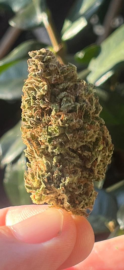 4G A GRADE GREENDOOR PACKAGE SPECIAL! OUR 4 BEST GREENDOOR STRAINS! - SuperSkyf