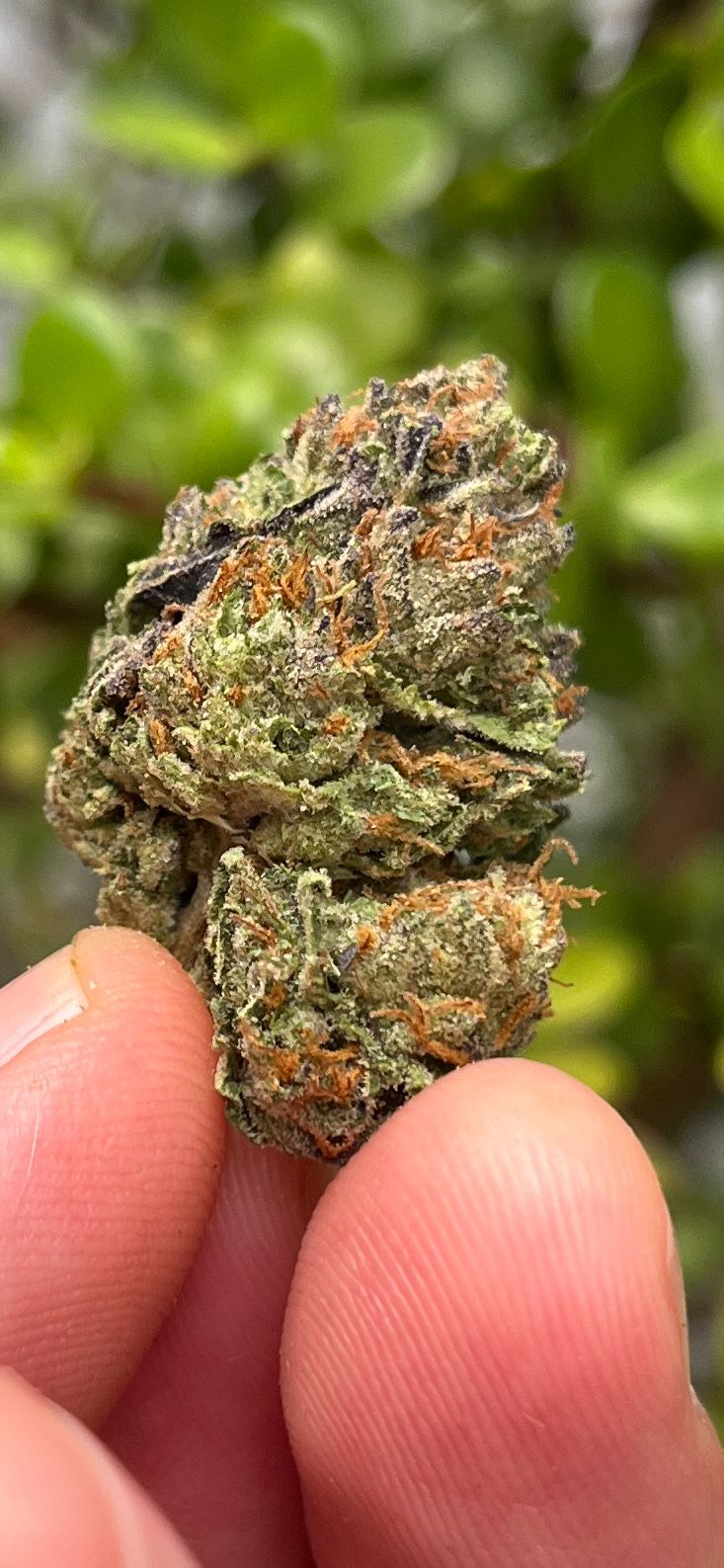 AAA Purple Sunset (Indica) THC 18%CBD 0% - WAS R125 - SuperSkyf