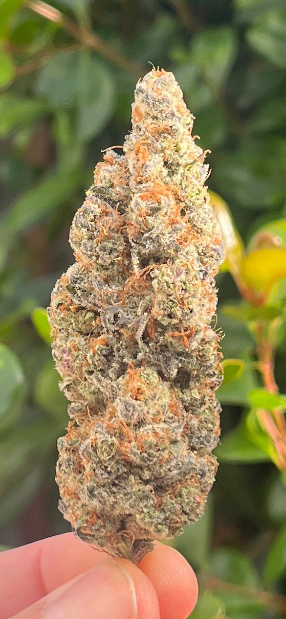 NEW STRAIN !!! 3G AAA INDOOR TROPICANNA. SATIVA HYBRID - DRIFT AWAY TO THE ISLANDS. - SuperSkyf