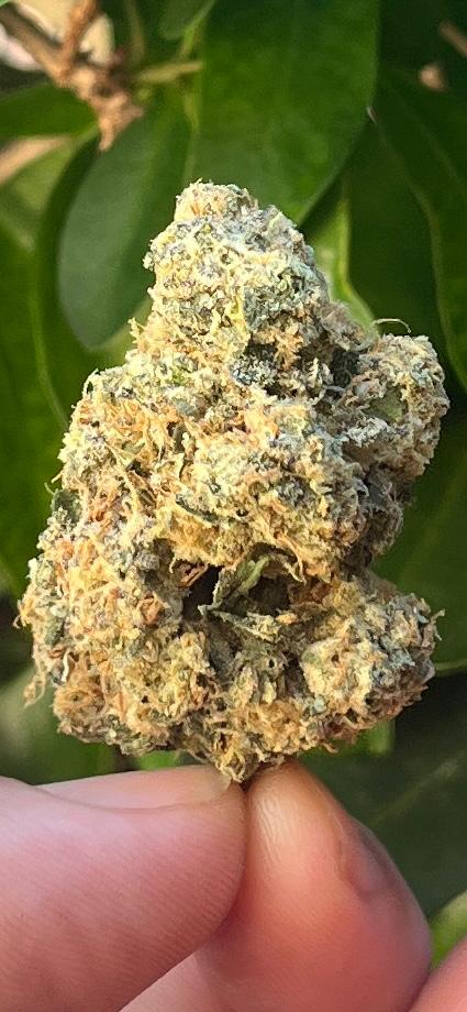 NEW STRAIN. AAA INDOOR GMO COOKIES, Indica Hybrid. 3G/5G. Nice and Strong @ 28% THC - SuperSkyf