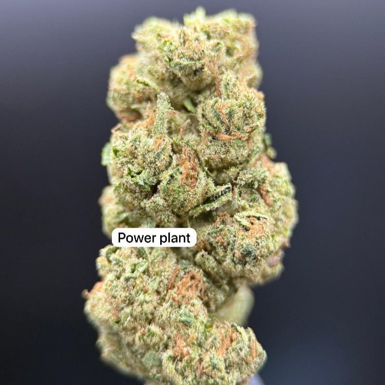 Power Plant Greendoor Sativa THC 15%CBD 0% - SuperSkyf