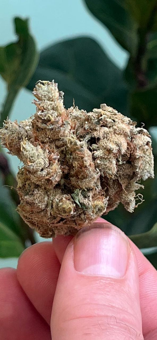3G AAA AMAZEBALLS INDOOR SUPER STRONG BANANA PUNCH.THC 30% INDICA Hybrid. Winner of the SA THC Cup! - SuperSkyf