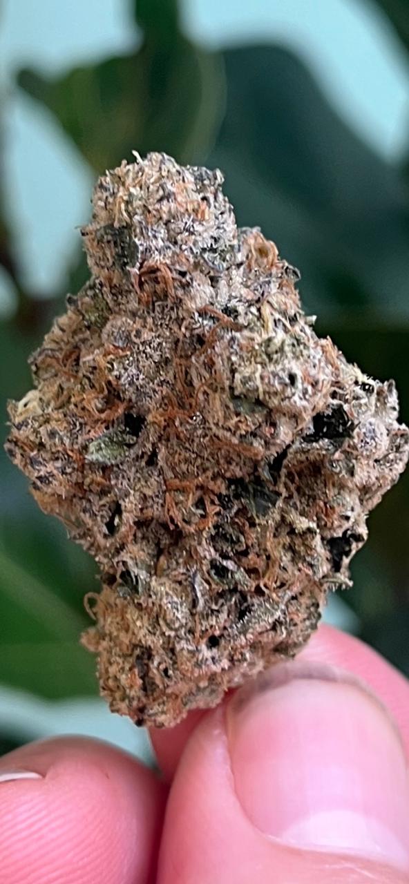 3G AAA AMAZEBALLS INDOOR WEDDING CAKE/SUNSET SHERBERT CROSS. HYBRID. TAKE A LOAD OFF! - SuperSkyf