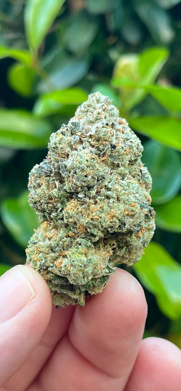 3G AAA INDOOR FRUIT KINGS. FRUITY AND NICE! SATIVA/HYBRID. THC 25%! - SuperSkyf