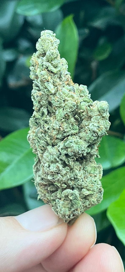 3G. NEW STRAIN !!! KUSH MINTZ. GREENDOOR - 50/50 HYBRID - RELAX AND HAVE A MINT! - SuperSkyf