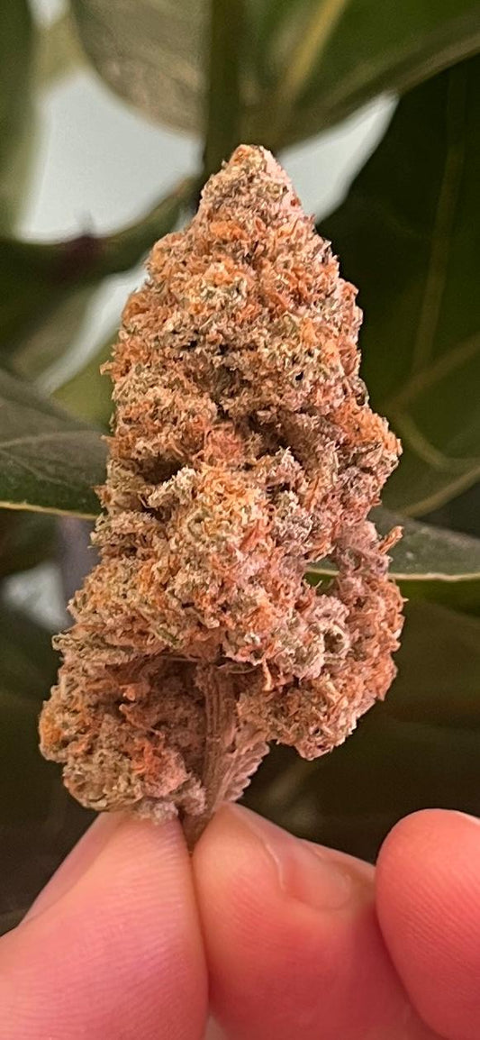 3G. NEW STRAIN !!! SUGAR CANE. INDOOR - HYBRID - SWEET AND LOVELY - SuperSkyf
