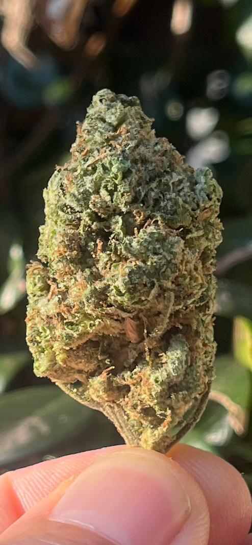4G A GRADE GREENDOOR PACKAGE SPECIAL! OUR 4 BEST GREENDOOR STRAINS! - SuperSkyf