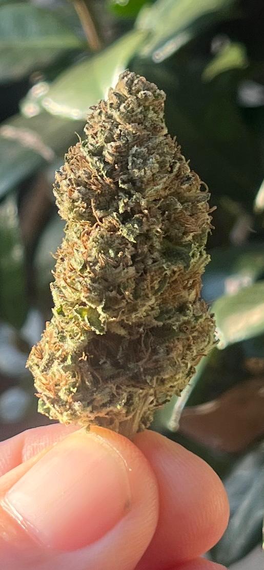 4G A GRADE GREENDOOR PACKAGE SPECIAL! OUR 4 BEST GREENDOOR STRAINS! - SuperSkyf