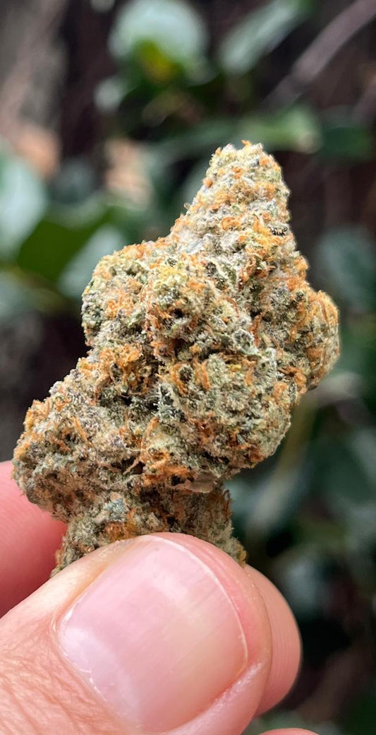 3G AAA Banana Cooler. New Stock! Indica. Like a beach day! - SuperSkyf