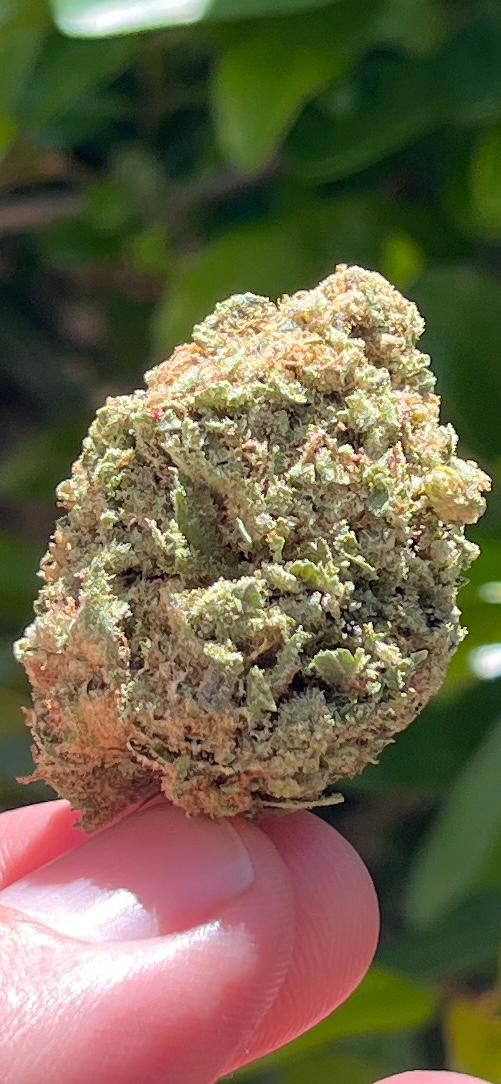 New...Black Apple Hitchcock (Greendoor) Sativa THC: 26% Perfect Hybrid 50% indica/50% - SuperSkyf