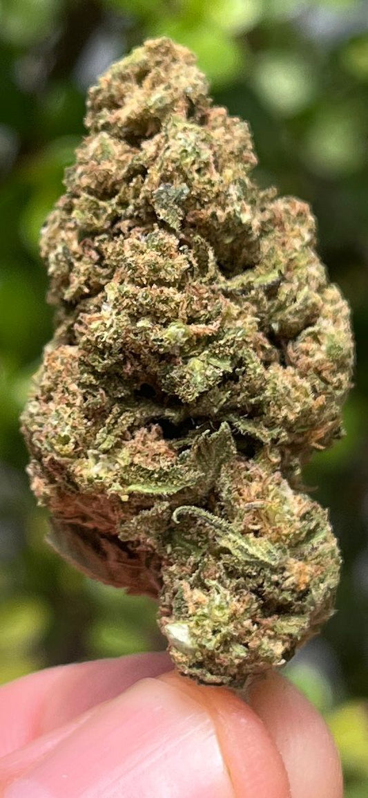 3G/5G GREENDOOR - SUPER SOUR DIESEL (Sativa) THC 23%CBD 0% - SuperSkyf