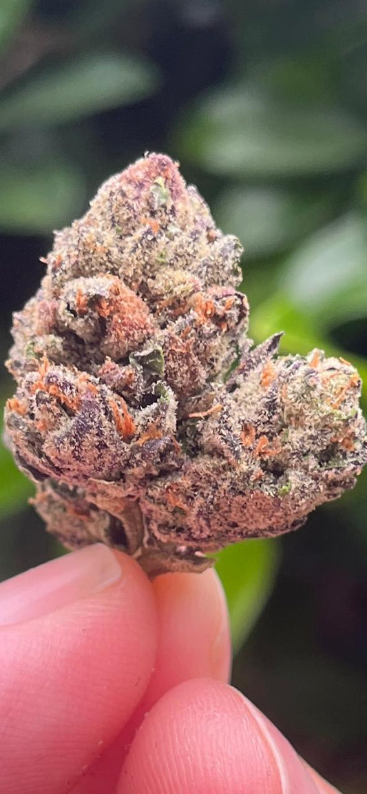 3G/5G NEW STOCK !!! DELICIOUS PREMIUM GELATO. (50/50 Hybrid. Relax to the max!) THC 21%CBD 0% - SuperSkyf