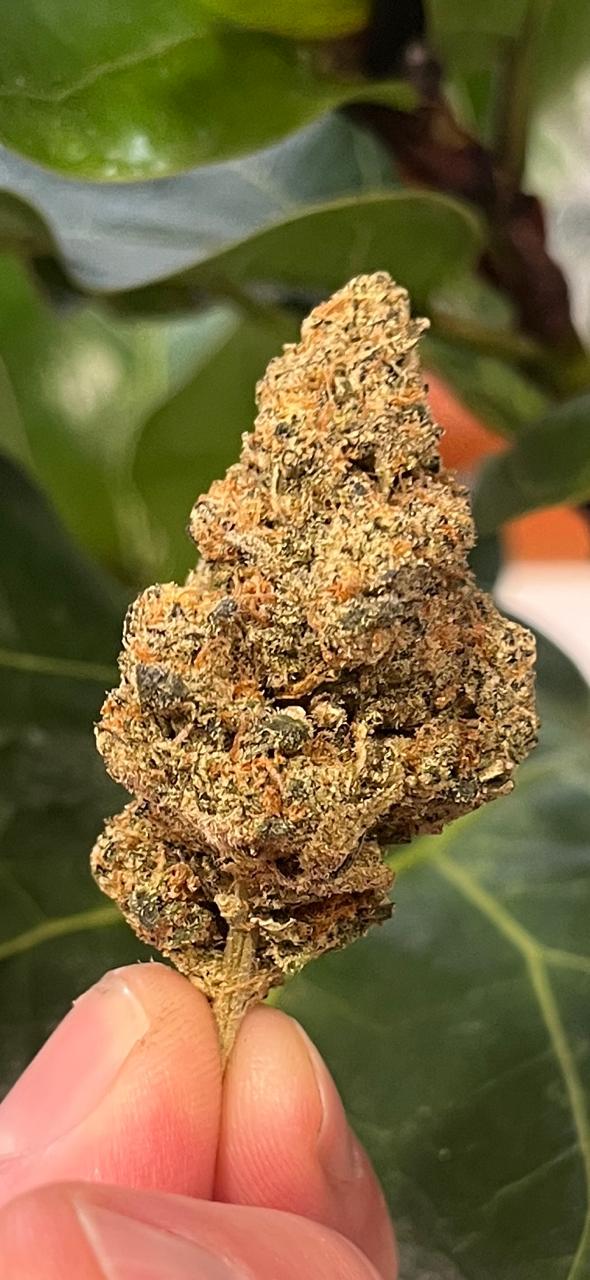 NEW STOCK !!! DELICIOUS PREMIUM GREENDOOR GELATO. (50/50 Hybrid). RELAX TO THE MAX!) THC 21%. - SuperSkyf