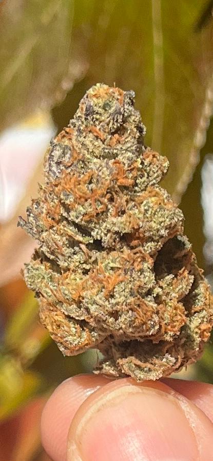 NEW STRAIN. 3G AAA AMAZEBALLS INDOOR DO - SI - DO. THC 28% INDICA. RELAX TO THE MAX! - SuperSkyf