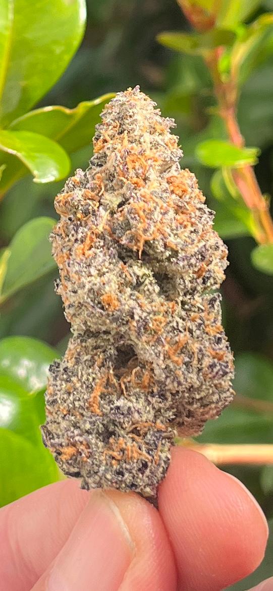 NEW STRAIN! 3G AAA AMAZEBALLS INDOOR SLURRICANE.THC 25% INDICA HYBRID. FROSTY AND NICE! - SuperSkyf
