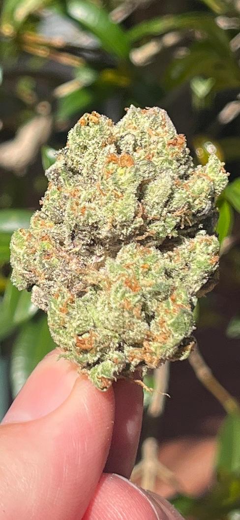 NEW STRAIN. 3G AAA AMAZEBALLS INDOOR STRAWPICANNA.THC 24% Sativa Hybrid. Like a summer's day! - SuperSkyf