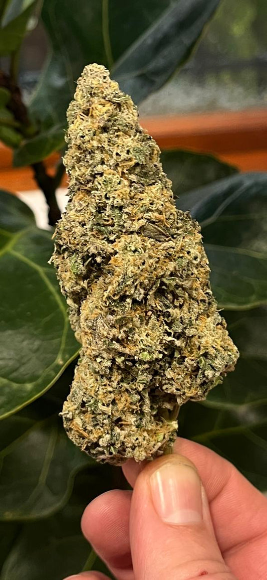 NEW STRAIN! AAA AMAZEBALLS INDOOR LUMINARIUM.THC 24% SATIVA HYBRID (70 %). SPARK YOUR IMAGINATION! - SuperSkyf