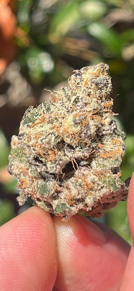 NEW STRAIN. AAA AMAZEBALLS INDOOR TTRS.THC 24% 50/50 Hybrid. Relax, and take a load off! - SuperSkyf