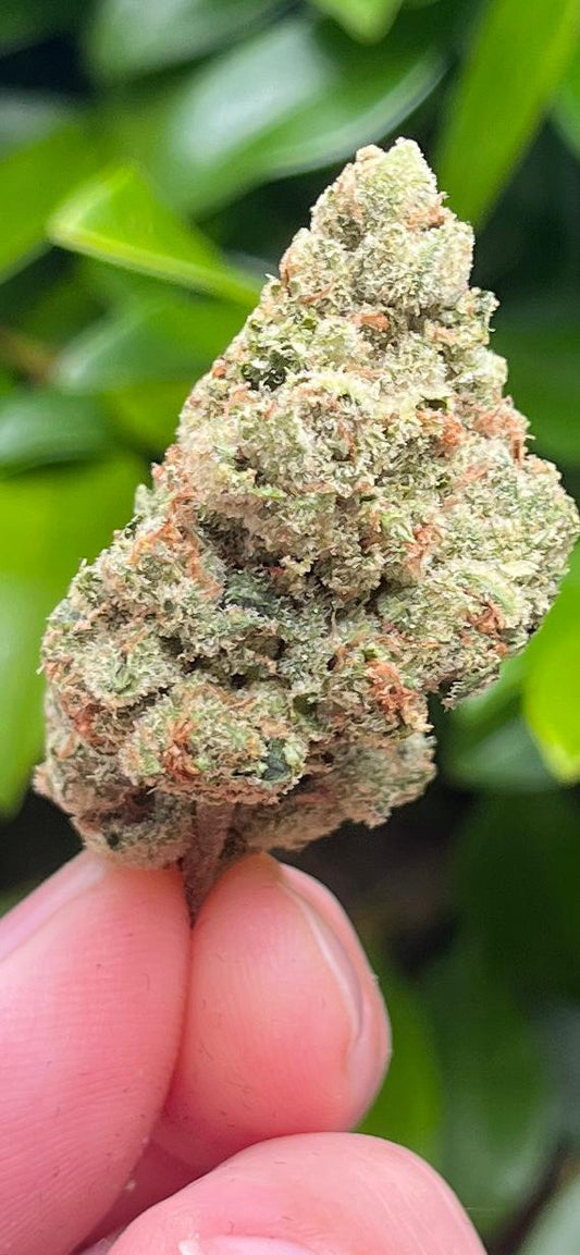 NEW STRAIN!!! ..AAA DUCT TAPE - INDICA HYBRID - THC 25%CBG 1% - SuperSkyf