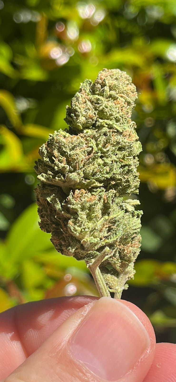 AAA Royal Gorilla ..(INDICA) THC 21%CBG 1% - SuperSkyf