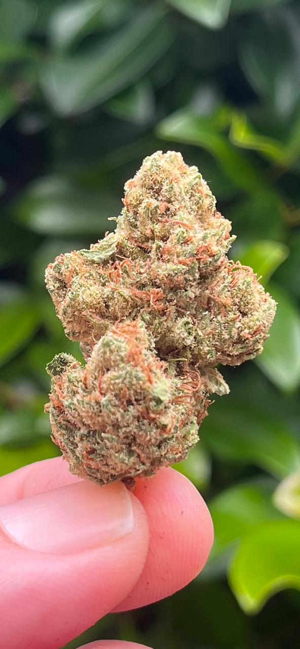 x3G..AAA MOTOBREATH - INDICA HYBRID - THC 26%CBG 1% - SuperSkyf