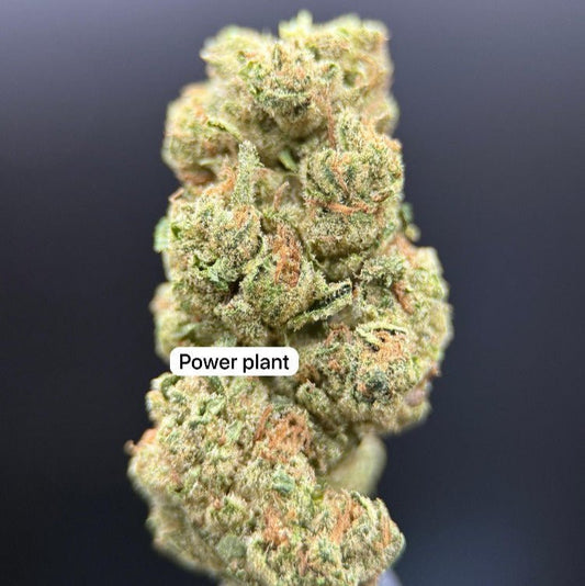 Power Plant Greendoor Sativa THC 15%CBD 0% - SuperSkyf