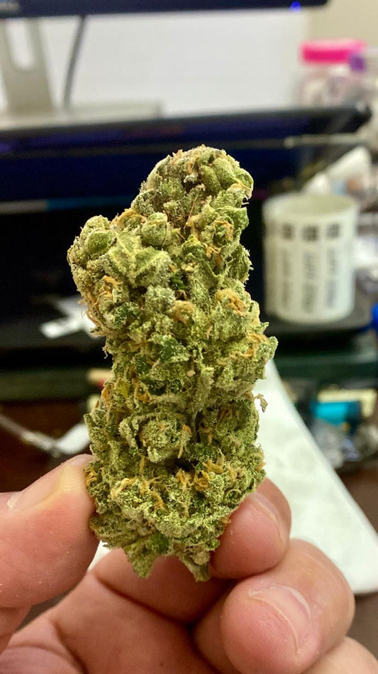3G AAA AMAZEBALLS INDOOR BLUE DREAM.THC 21% Sativa Hybrid.. New Crop, our best Blue Dream ever! - SuperSkyf