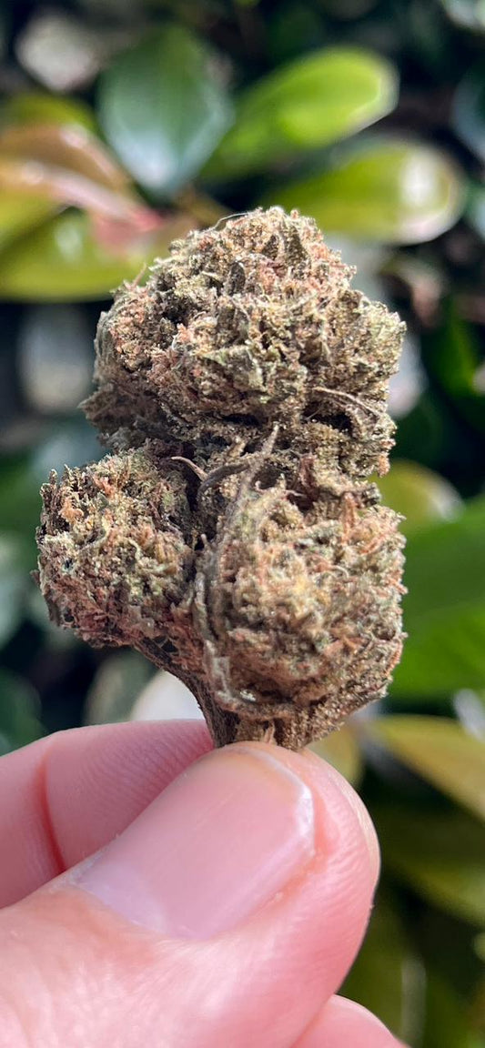 Super Cheese! Our favourite Smoke at the best price! - SuperSkyf