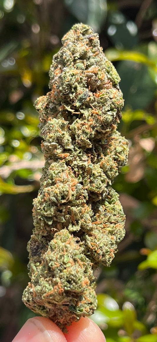 x3G/5G AAA INDOOR BLACK TUNA. PACKS A PUNCH ! INDICA/HYBRID THC 27% LEGENDARY BRITISH COLOMBIAN STRAIN. EXCLUSIVE TO SUPER SKYF! - SuperSkyf